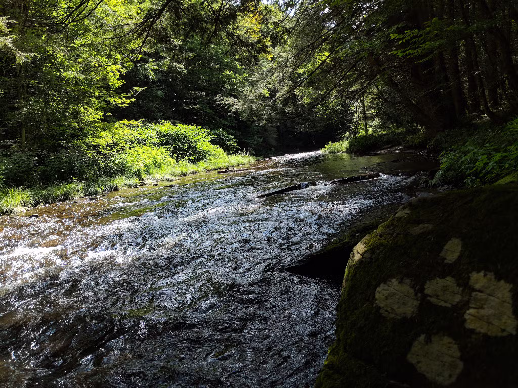 Messimer Preserve - North Abington Township, PA
