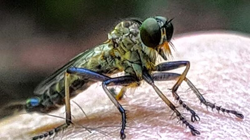 Messimer Preserve - North Abington Township, PA
