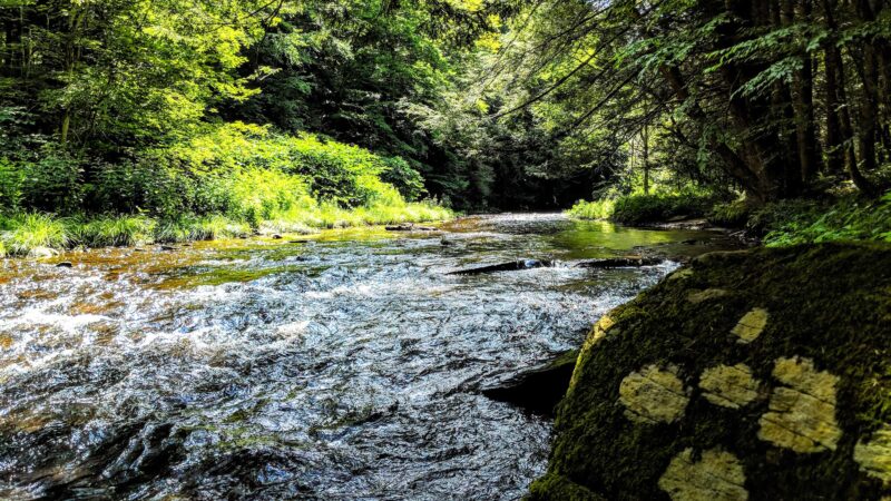 Messimer Preserve - North Abington Township, PA