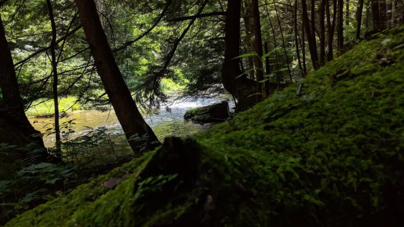 Messimer Preserve - North Abington Township, PA