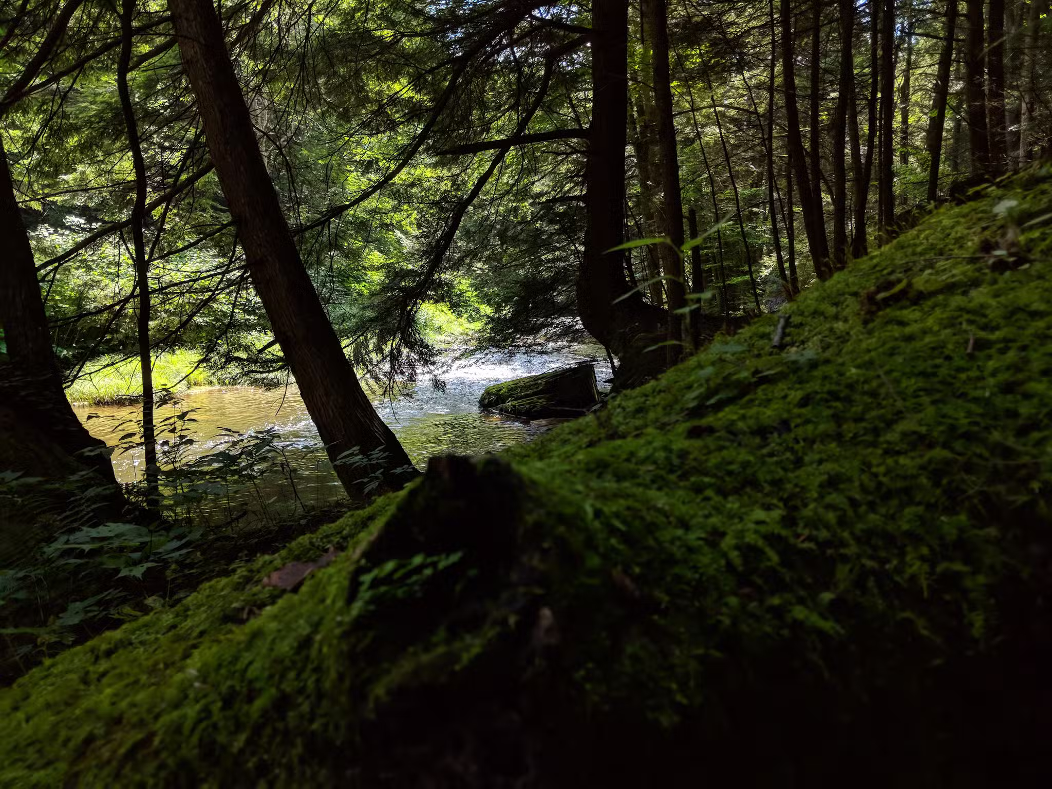 Messimer Preserve - North Abington Township, PA