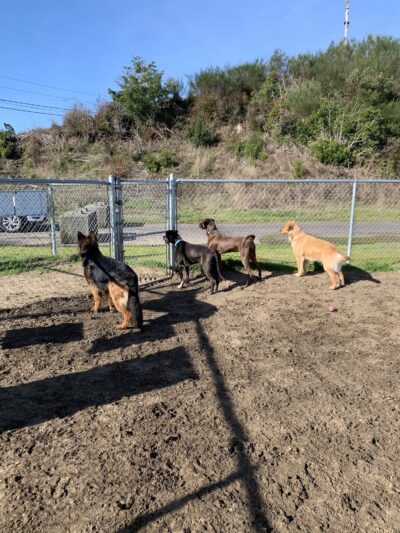 Jorgensen Dog Park - North Bend, OR