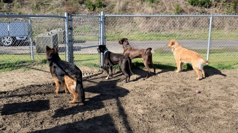Jorgensen Dog Park - North Bend, OR