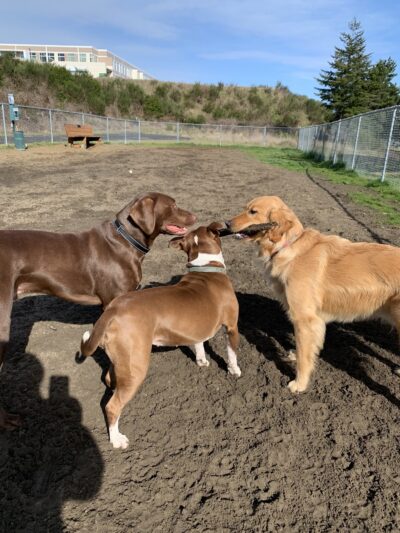 Jorgensen Dog Park - North Bend, OR
