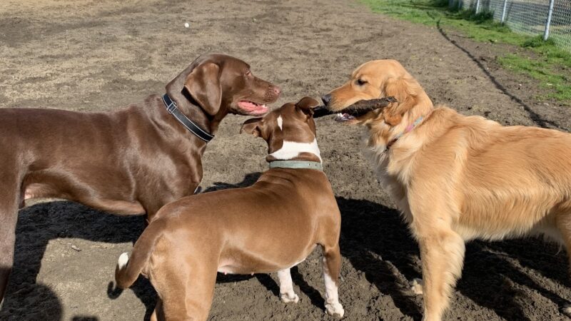 Jorgensen Dog Park - North Bend, OR