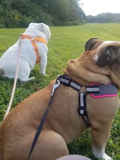 Marion Fricano Town Park - North Collins, NY