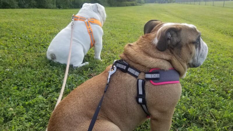 Marion Fricano Town Park - North Collins, NY