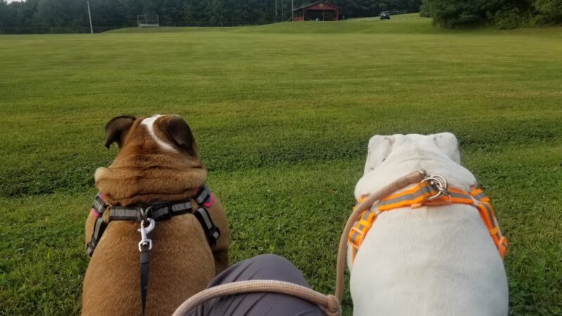 Marion Fricano Town Park - North Collins, NY