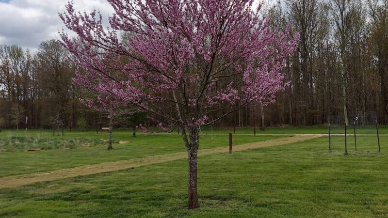 Elk Neck Arboretum Area Parking - North East, MD