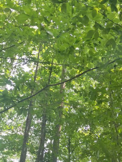 Elk Neck Arboretum Area Parking - North East, MD
