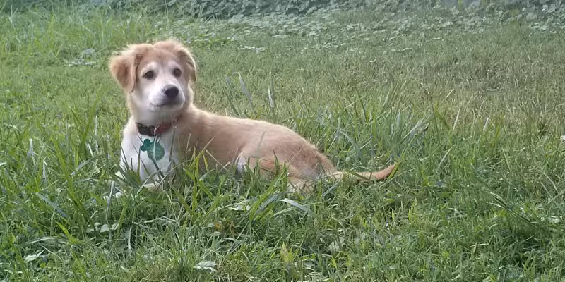 North East Manor - North East, MD