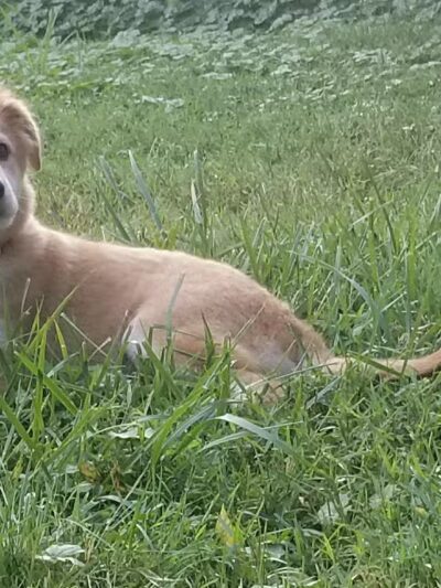 North East Manor - North East, MD