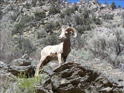 North Fork Lodge & RV - North Fork, ID