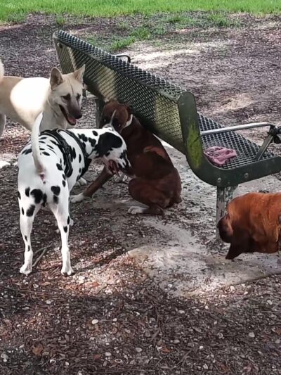 Pooch Park Dog Park at Judd Community Park - North Fort Myers, FL