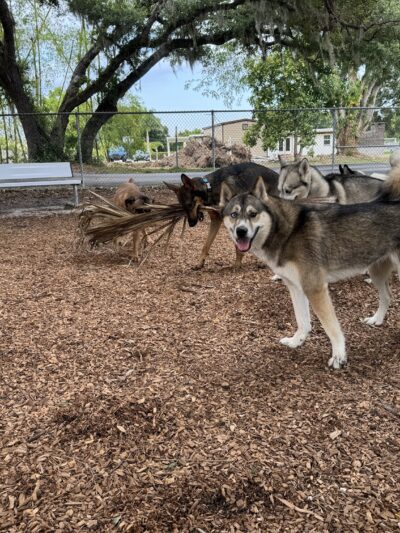 Pooch Park Dog Park at Judd Community Park - North Fort Myers, FL
