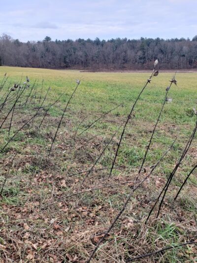 Franklin Wildlife management area (Hunting) - North Franklin, CT