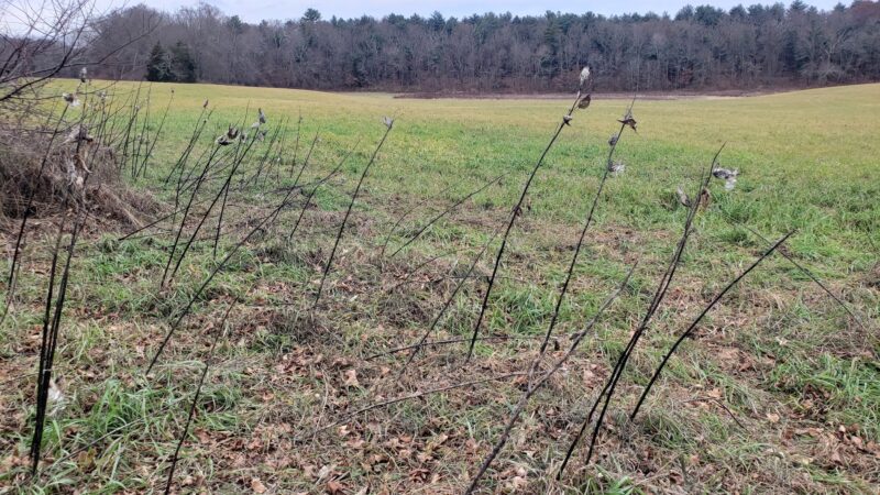 Franklin Wildlife management area (Hunting) - North Franklin, CT