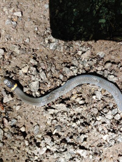 Air Line North State Park Trail - North Grosvenor Dale, CT