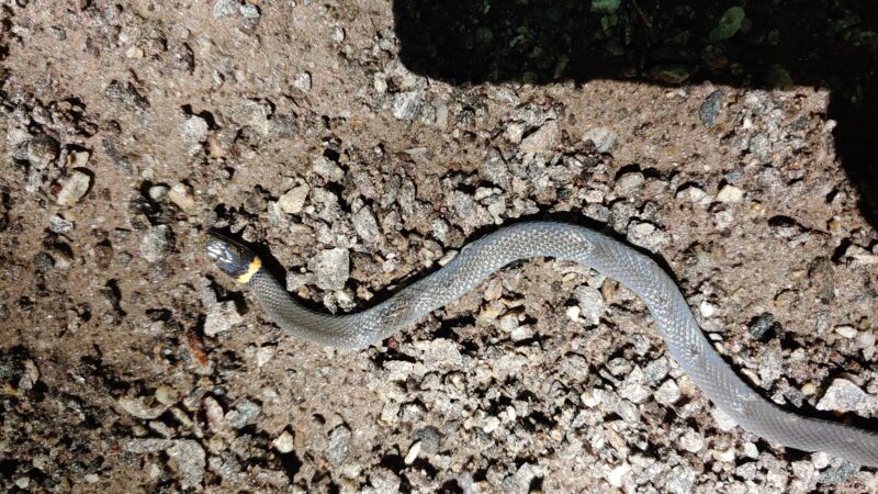 Air Line North State Park Trail - North Grosvenor Dale, CT