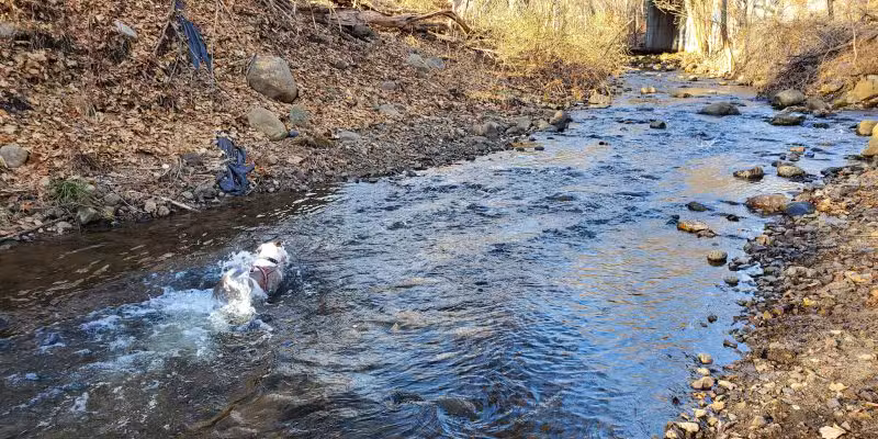 North Haledon Dog Park - North Haledon, NJ