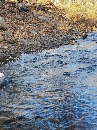 North Haledon Dog Park - North Haledon, NJ