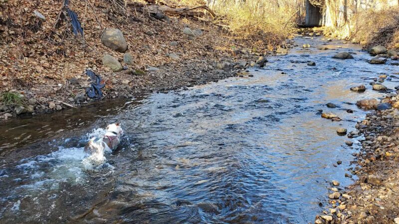 North Haledon Dog Park - North Haledon, NJ