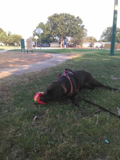 Larchmont Park - North Highlands, CA