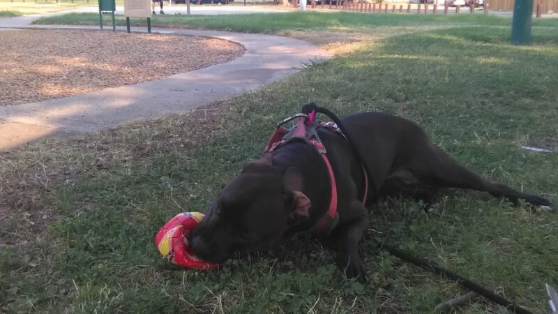 Larchmont Park - North Highlands, CA