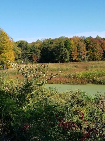 Beaver Meadow Nature Center / Buffalo Audubon Society - North Java, NY