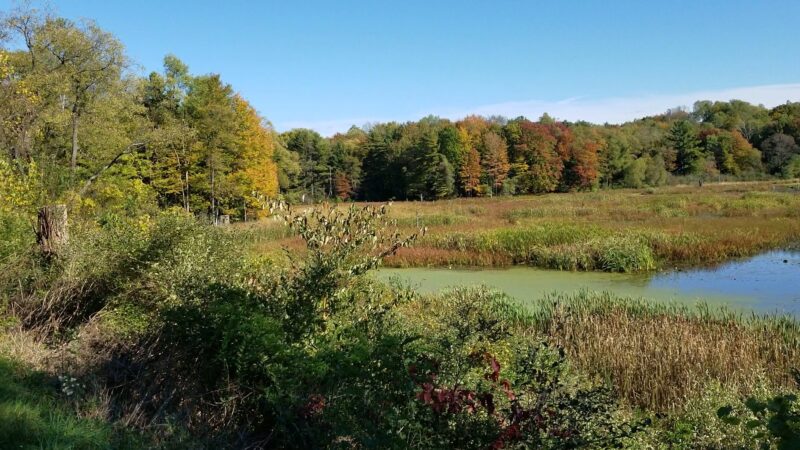 Beaver Meadow Nature Center / Buffalo Audubon Society - North Java, NY