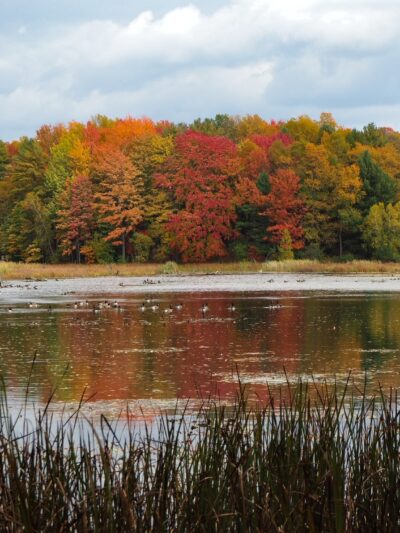 Beaver Meadow Nature Center / Buffalo Audubon Society - North Java, NY