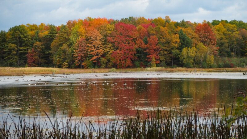 Beaver Meadow Nature Center / Buffalo Audubon Society - North Java, NY