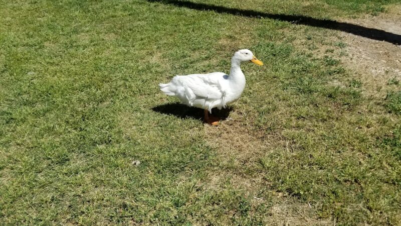 North Las Vegas Parks Maintenance - North Las Vegas, NV