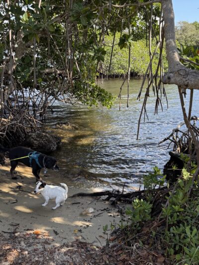 swimming for dogs - North Miami Beach, FL