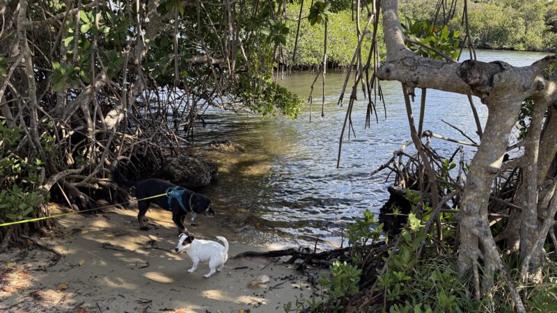 swimming for dogs - North Miami Beach, FL