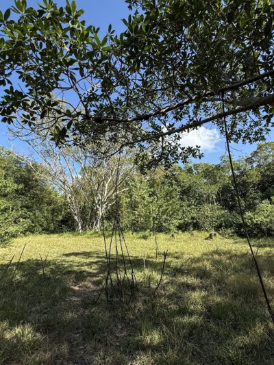 swimming for dogs - North Miami Beach, FL