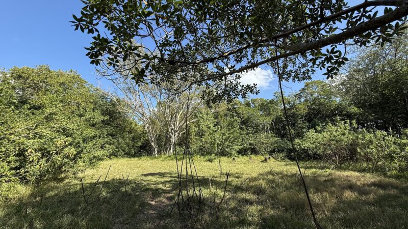 swimming for dogs - North Miami Beach, FL