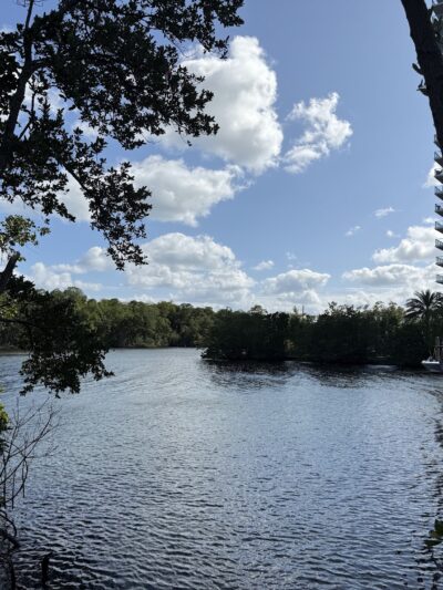 swimming for dogs - North Miami Beach, FL