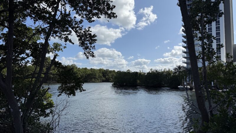 swimming for dogs - North Miami Beach, FL