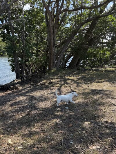 swimming for dogs - North Miami Beach, FL