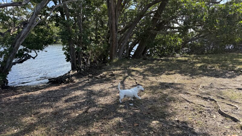 swimming for dogs - North Miami Beach, FL