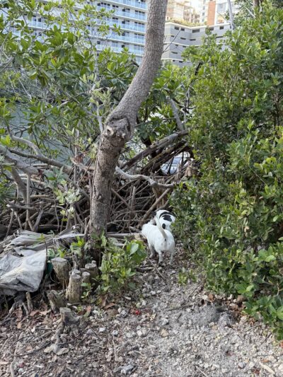 swimming for dogs - North Miami Beach, FL