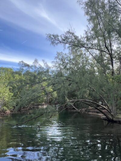 Arch Creek East Environmental Preserve (ACE Preserve) - North Miami, FL