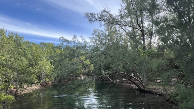 Arch Creek East Environmental Preserve (ACE Preserve) - North Miami, FL