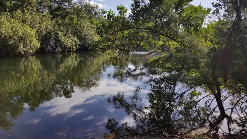 Arch Creek East Environmental Preserve (ACE Preserve) - North Miami, FL