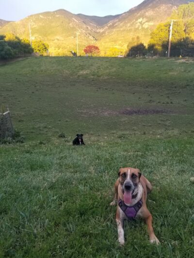 Dog Park - North Ogden, UT