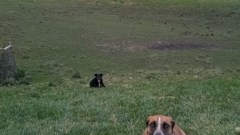 Dog Park - North Ogden, UT
