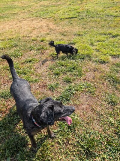 Dog Park - North Ogden, UT