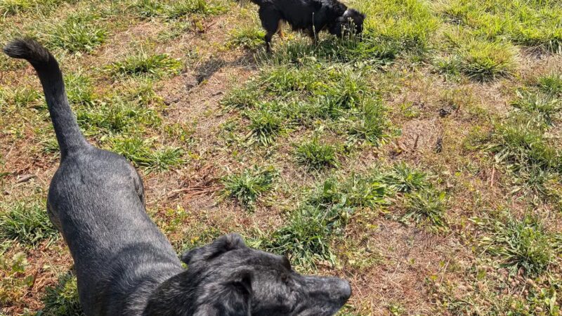 Dog Park - North Ogden, UT