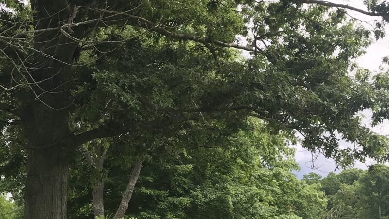 Baxter Preserve- The Racetrack - North Salem, NY